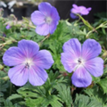 Герань гималайская "Baby Blue" C2-3 907099