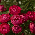 Роза "Red Morsdag" - фото 24739