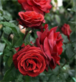 Роза "Terracotta"  - фото 24749