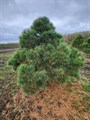 Сосна обыкновенная ф.Пиния  WRB160-180 165039