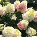 Гортензия метельчатая "Little Blossom" - фото 24852