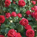 Роза "Red Edenrose" - фото 24957