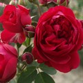 Роза "Red Eden Rose"  С7 148035