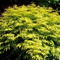 Бузина красная "Plumosa aurea" 100-125 660007