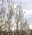 Магнолия кобус "Айсис" C10 560027
