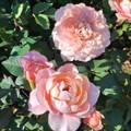 Роза "Mikoto" - фото 25306