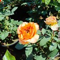 Роза "Caraluna" - фото 25314