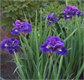 Ирис сибирский "Kaboom" C2-3 903030