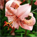Лилия тигровая "Pink Giant"  С5 908032