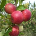 Яблоня "Жигулевское" пакет, 2 года 135029