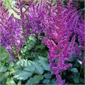 Астильба китайская "Purple Rain" C2-3 900021