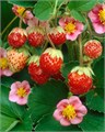 Земляника декоративная "Pink Panda" C1,5 128002