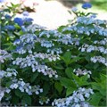 Гортензия пильчатая "Blue Clouds" С5 НОВЫЕ ЦЕНЫ 320005