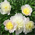 Пион молочноцветковый "Primеvere" С5 910032