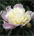 Пион молочноцветковый "Primеvere" С5 910032