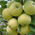 Яблоня "Дочь Папировки"   2 года C7 135027