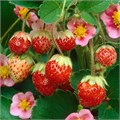 Земляника декоративная "Pink Panda" C1,5 128002