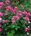 Роза "Lovely Lydia" C7 913251