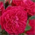 Rosa "Roxy" C7 147001