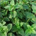 Мята "Bergamot" 7819 - фото 26182