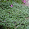 Тимьян лимоннопахнущий "Woolly" 7829 - фото 26188