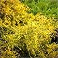 Кипарисовик горохоплодный "Filifera Aurea Nana" С5 161004