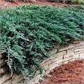 Можжевельник горизонтальный "Blue Chip" RB в C35 60-80 163027