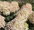 Гортензия метельчатая "Skyfall" C3 310120