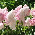 Гортензия метельчатая "Pink Lady" C3 310100