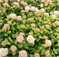 Гортензия древовидная "Candybelle Marshmallow" С10 300013 - фото 26409