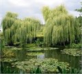 Ива белая ф. плакучая WBR 250-300 530004 - фото 26411