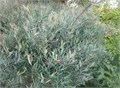 Ива пурпурная "Gracilis Nana" С5 40-60 640006 - фото 26424
