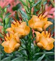 Лилия гибридная "Apricot Fudge" C5 908018