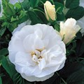 Роза "Blanc Double de Coubert" - фото 5269