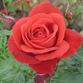 Роза "Terracotta" (Simchoca) - фото 5406
