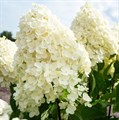 Гортензия метельчатая "Summer Snow" - фото 5943