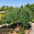 Береза полезная "Long Trunk" - фото 6315