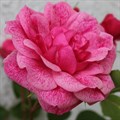 Роза "Morden Ruby" - фото 7022
