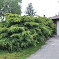 Можжевельник средний "Pfitzeriana Aurea" - фото 7373