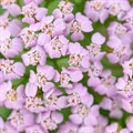 Тысячелистник "Lilac Beauty" - фото 7913