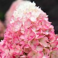 Гортензия метельчатая "Raspberry Pink" - фото 8475