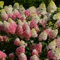 Гортензия метельчатая "Strawberry Blossom" - фото 8481