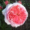 Роза "Corail Gelee" - фото 8815