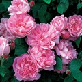 Роза "Mary Rose" - фото 8832
