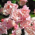 Роза "Porcelaine d Orient" (Daphne) - фото 9033