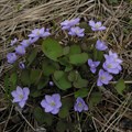 Джефферсония сомнительная - фото 9043