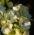 Флокс метельчатый "Jade" - фото 9066