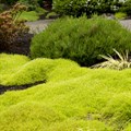 Мшанка шиловидная "Aurea (Lime Moss)" - фото 9070