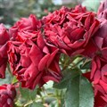 Роза "Claret Pixie" - фото 9107