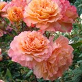 Роза "Augusta Luise" (Tangust) - фото 9261